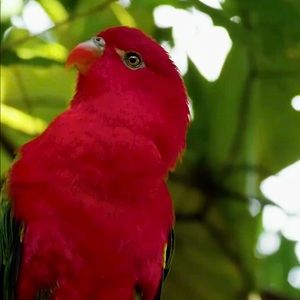 Meet your Posher, Carmen